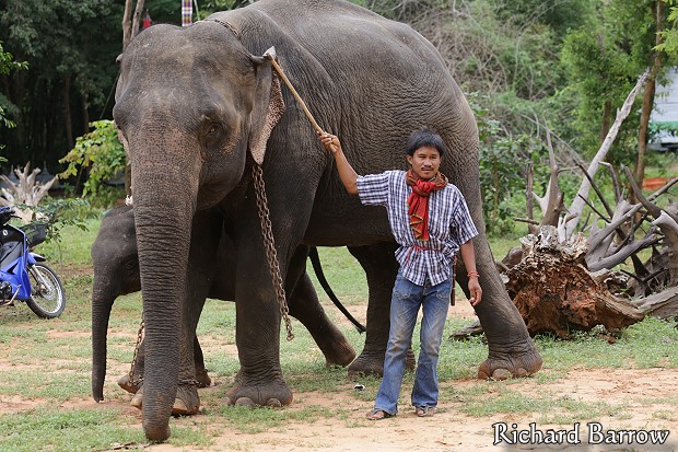 Ban Taklang Elephant Village